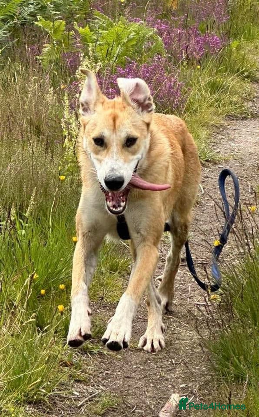 Mixed Breed dogs for adoption: Cristina - Norwich Norfolk  - Image 21