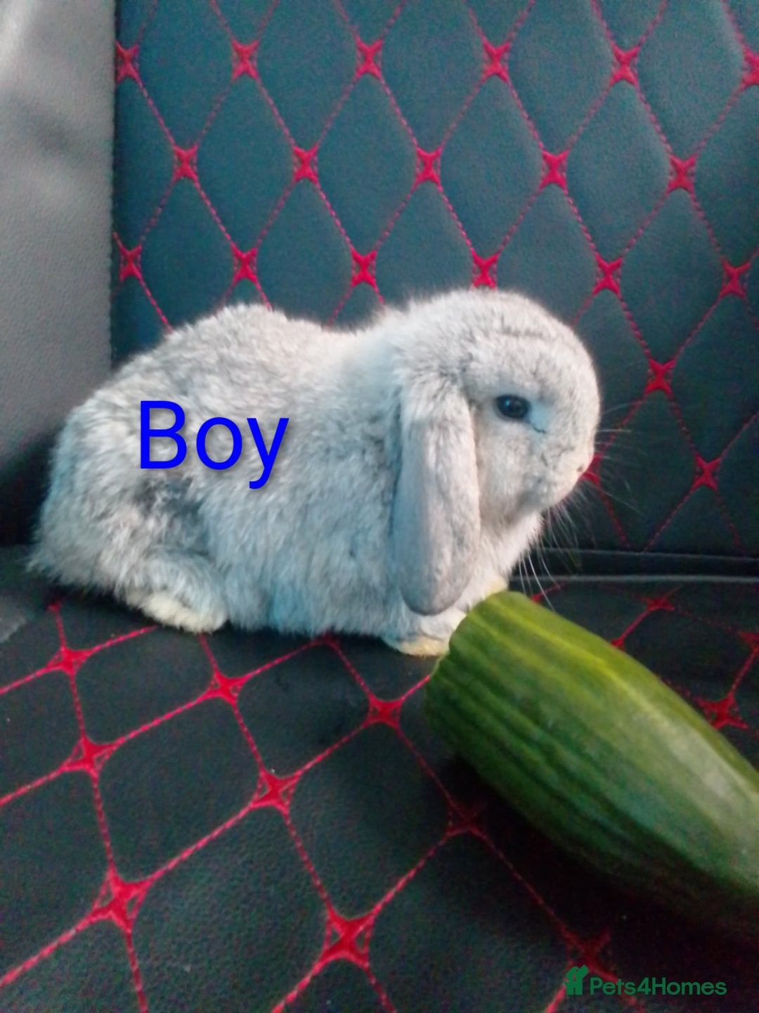 Mini Lop rabbits for sale: Beautiful Mini Lop Bunnies available  - Image 13