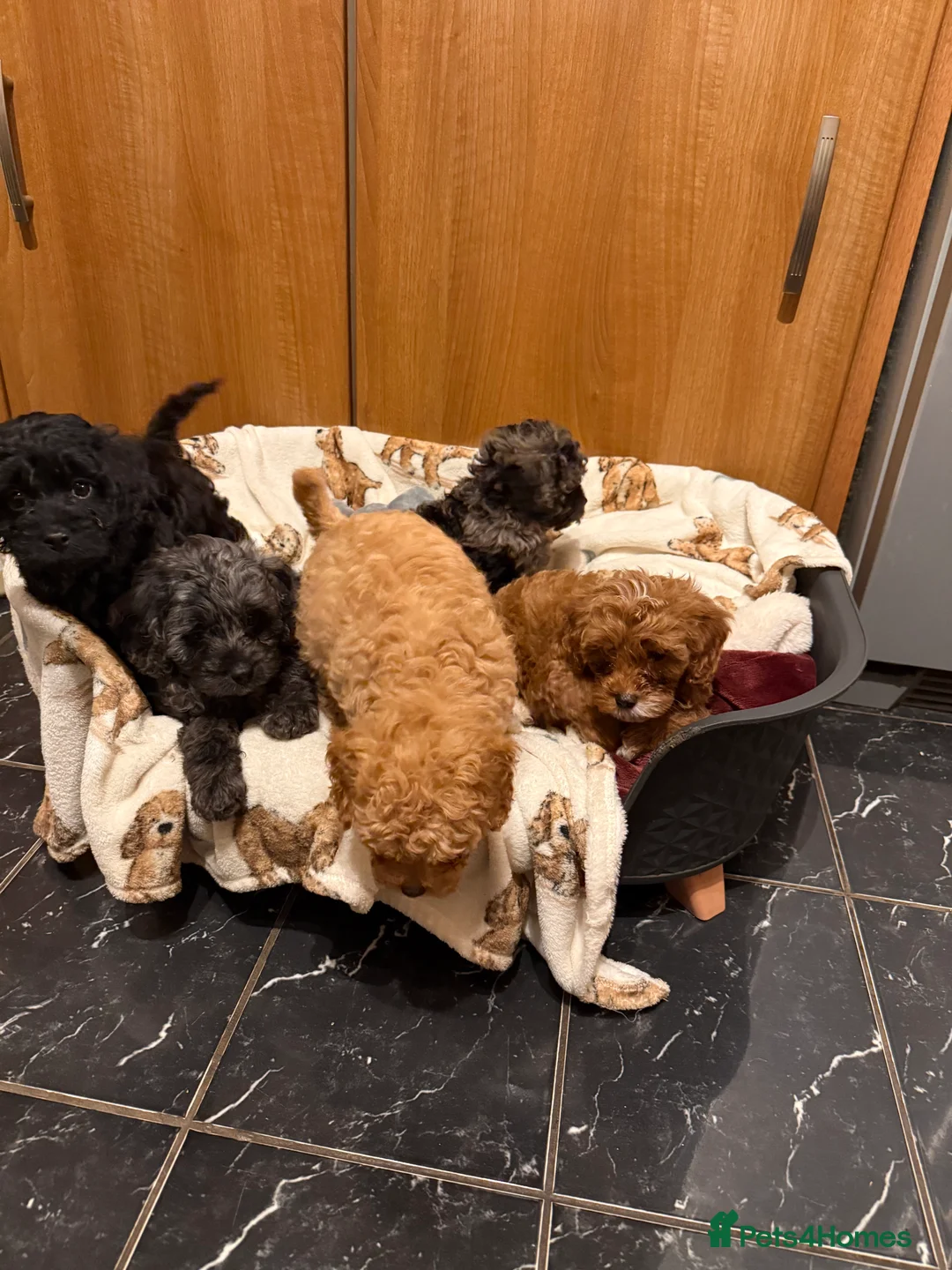 Cavapoo dogs for sale: 5 pups for sale - Advert 14