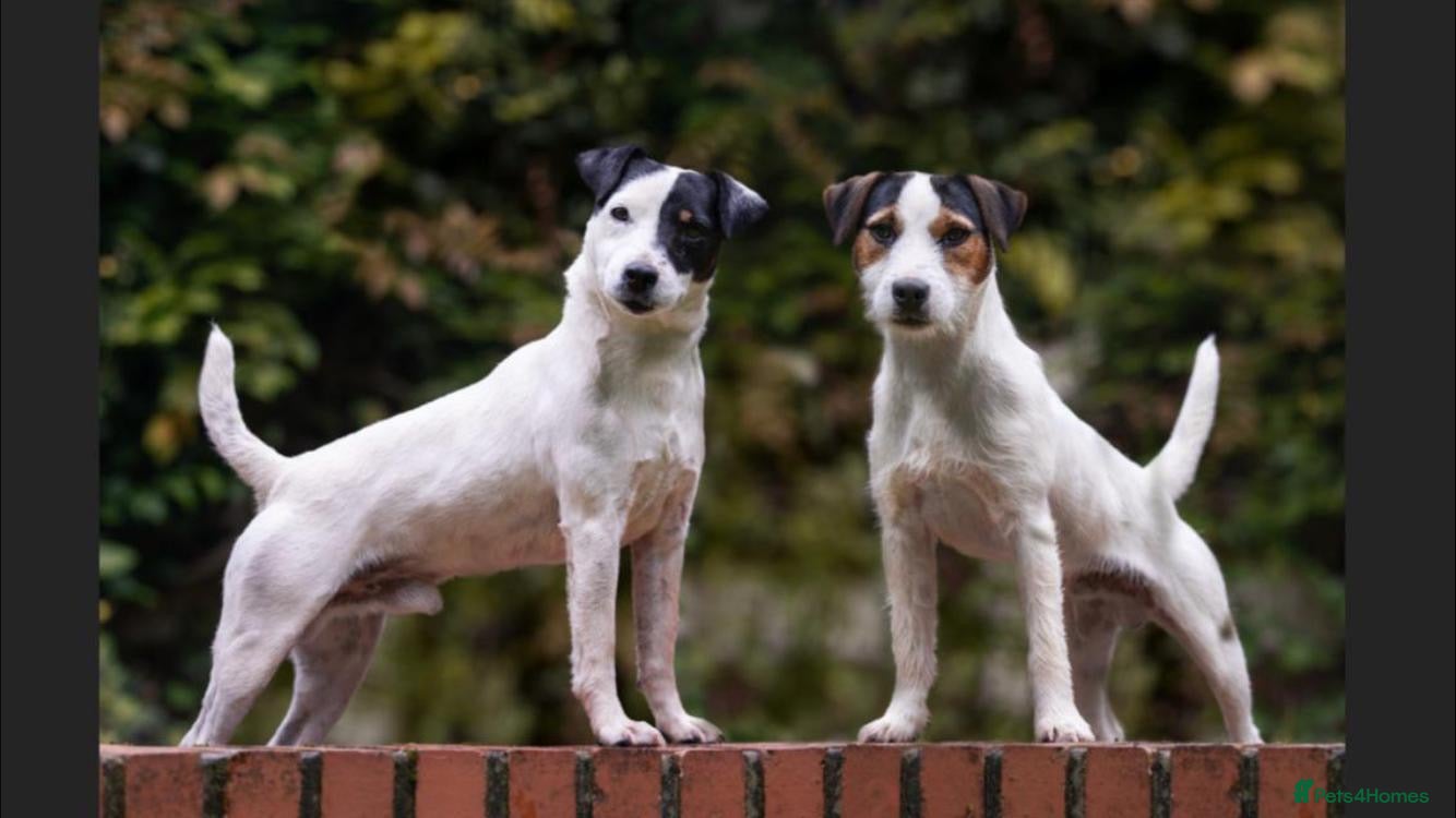 Parson Russell dogs KC Parsons Russell Stud Dog - Advert 13