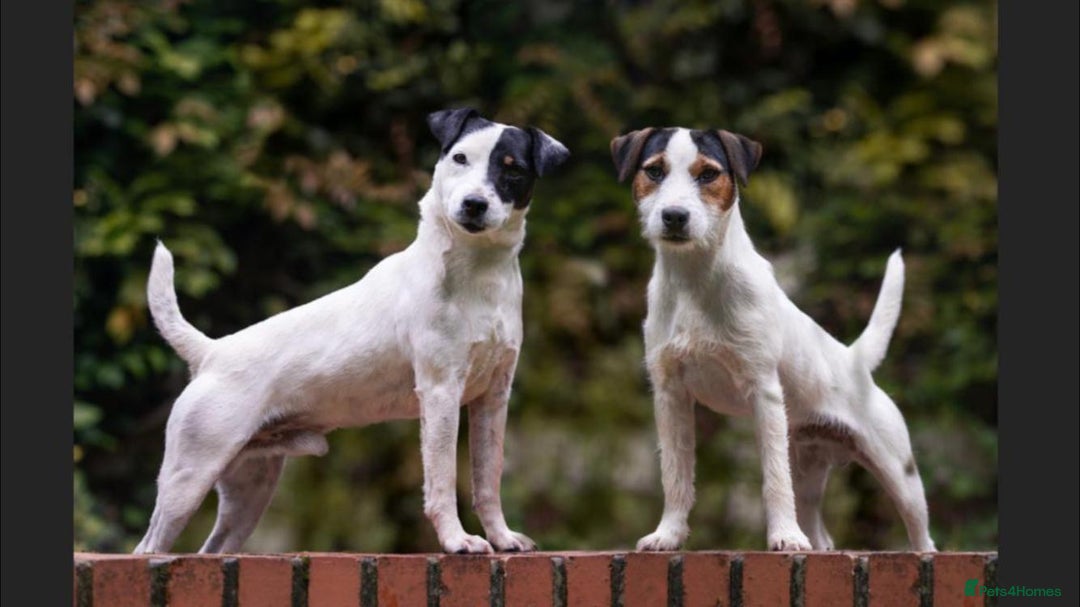 Parson Russell dogs for stud: KC Parsons Russell Stud Dog - Image 1