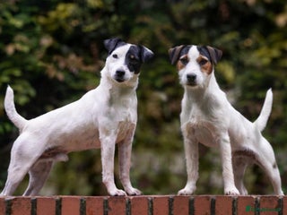 Parson Russell dogs - Advert 2