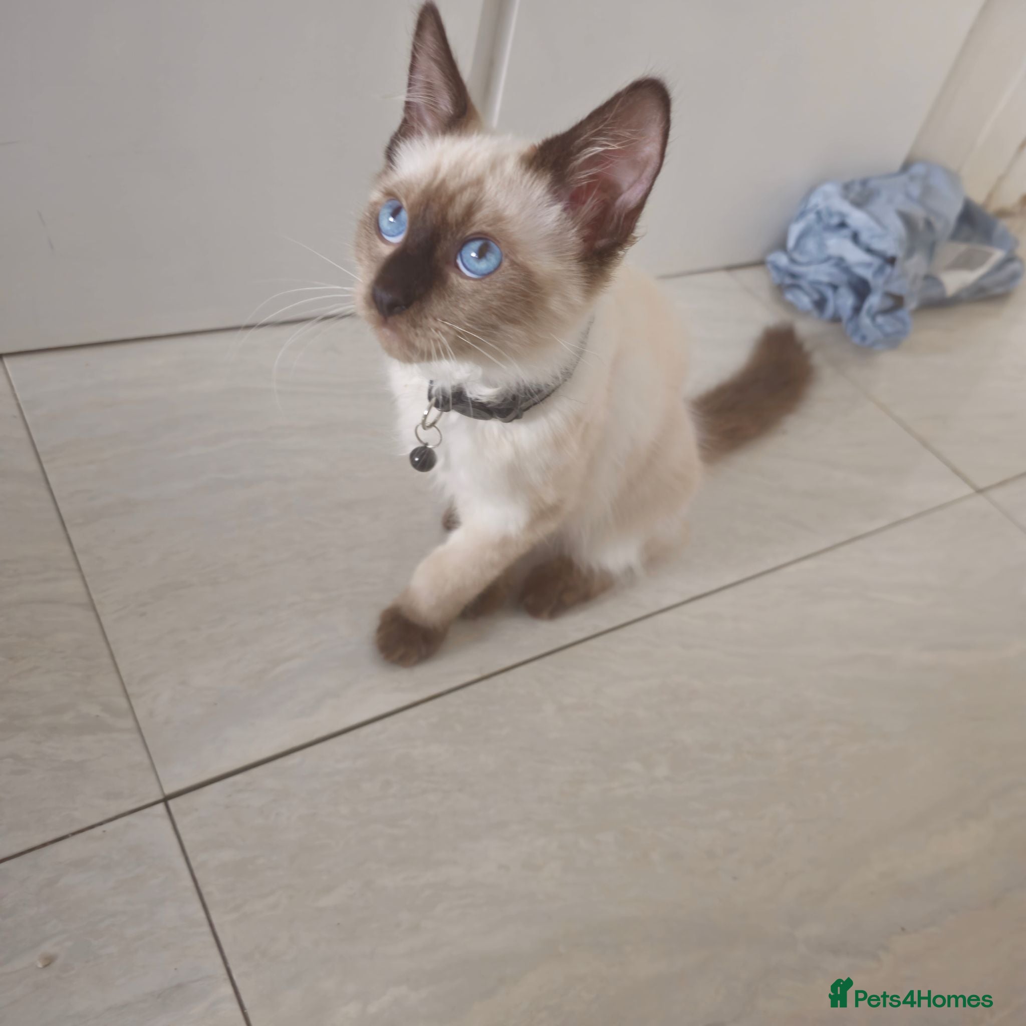 Ragdoll cats 3 Ragdoll kittens. Price can be negotiated - Advert 2