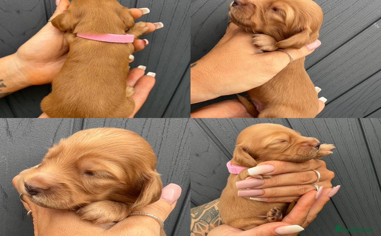 Miniature Dachshund dogs - Advert 2