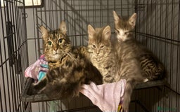 Siberian cats for sale: Beautiful Siberian/Norwegian mix kittens - Image 15