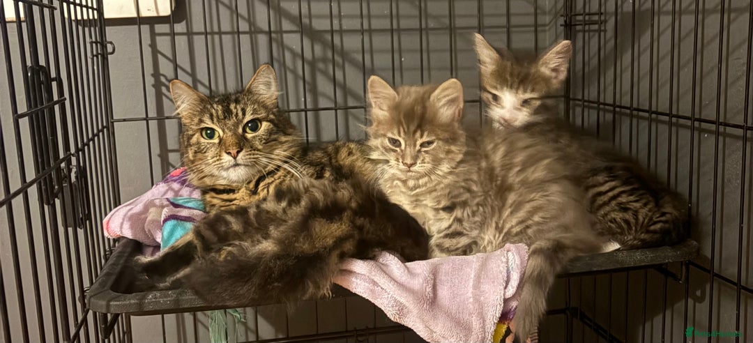 Siberian cats for sale: Beautiful Siberian/Norwegian mix kittens - Image 15