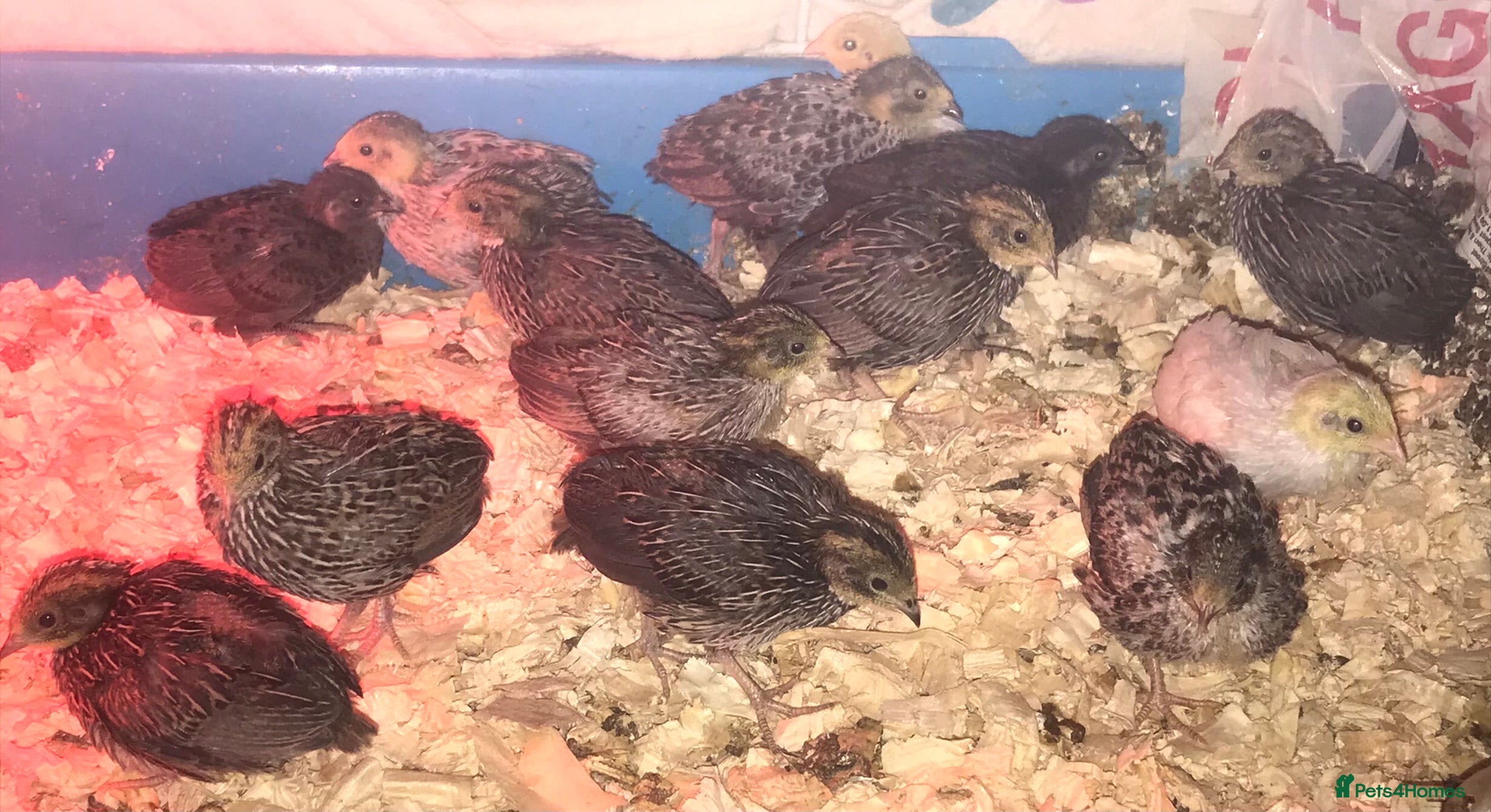 Quail poultry QUAILS/CHINESE PAINTED BUTTONS ! - Advert 20