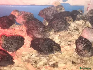 Quail poultry QUAILS/CHINESE PAINTED BUTTONS ! - Advert 20