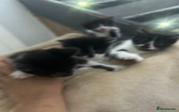 Mixed Breed cats for sale: Beautiful marking very fluffy  - Image 28
