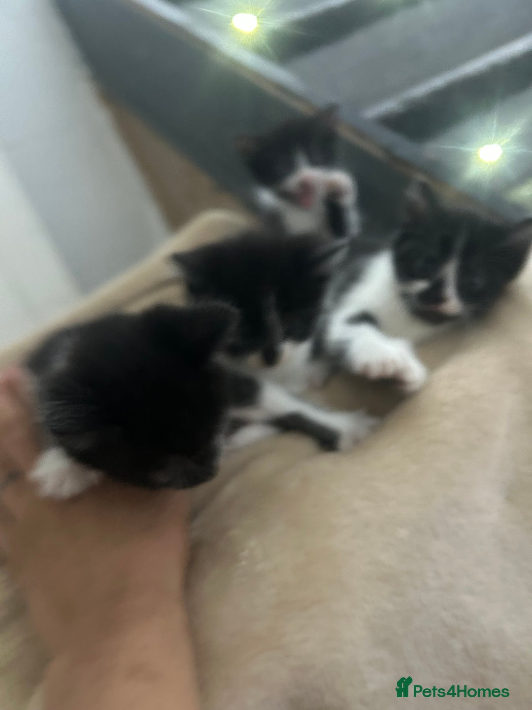 Mixed Breed cats for sale: Beautiful marking very fluffy  - Image 28