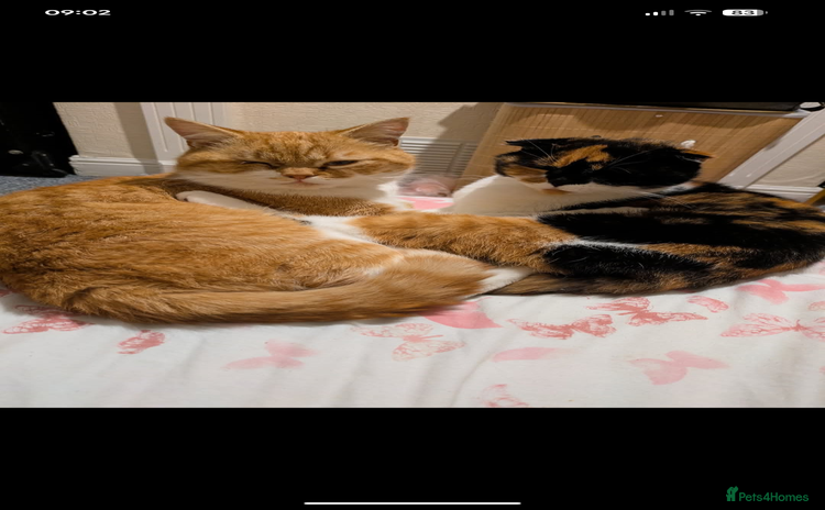 Scottish Fold cats - Advert 6