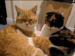 Scottish Fold cats - Advert 2