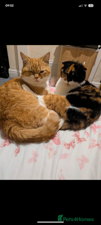 Scottish Fold cats - Advert 6
