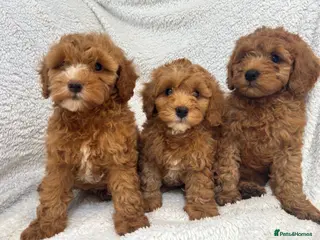 Cavapoo dogs Red toy cavapoo - Advert 9
