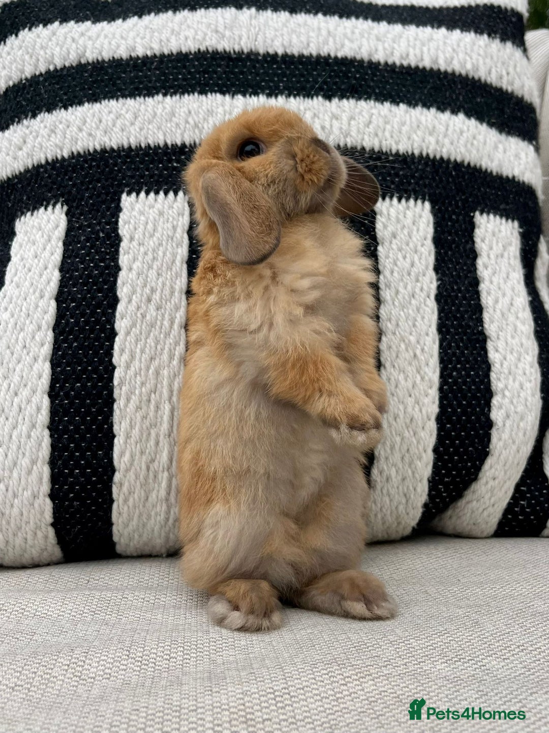 Mini Lop rabbits for sale: Male mini lop for sale - Advert 9
