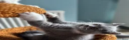 British Shorthair cats for sale: 🐾British Shorthair Kittens GCCF Registered🐾 - Advert 18