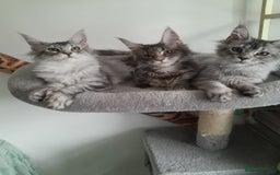 Maine Coon cats for sale: 3 maine coon girls black silver TICA pedigree - Image 8