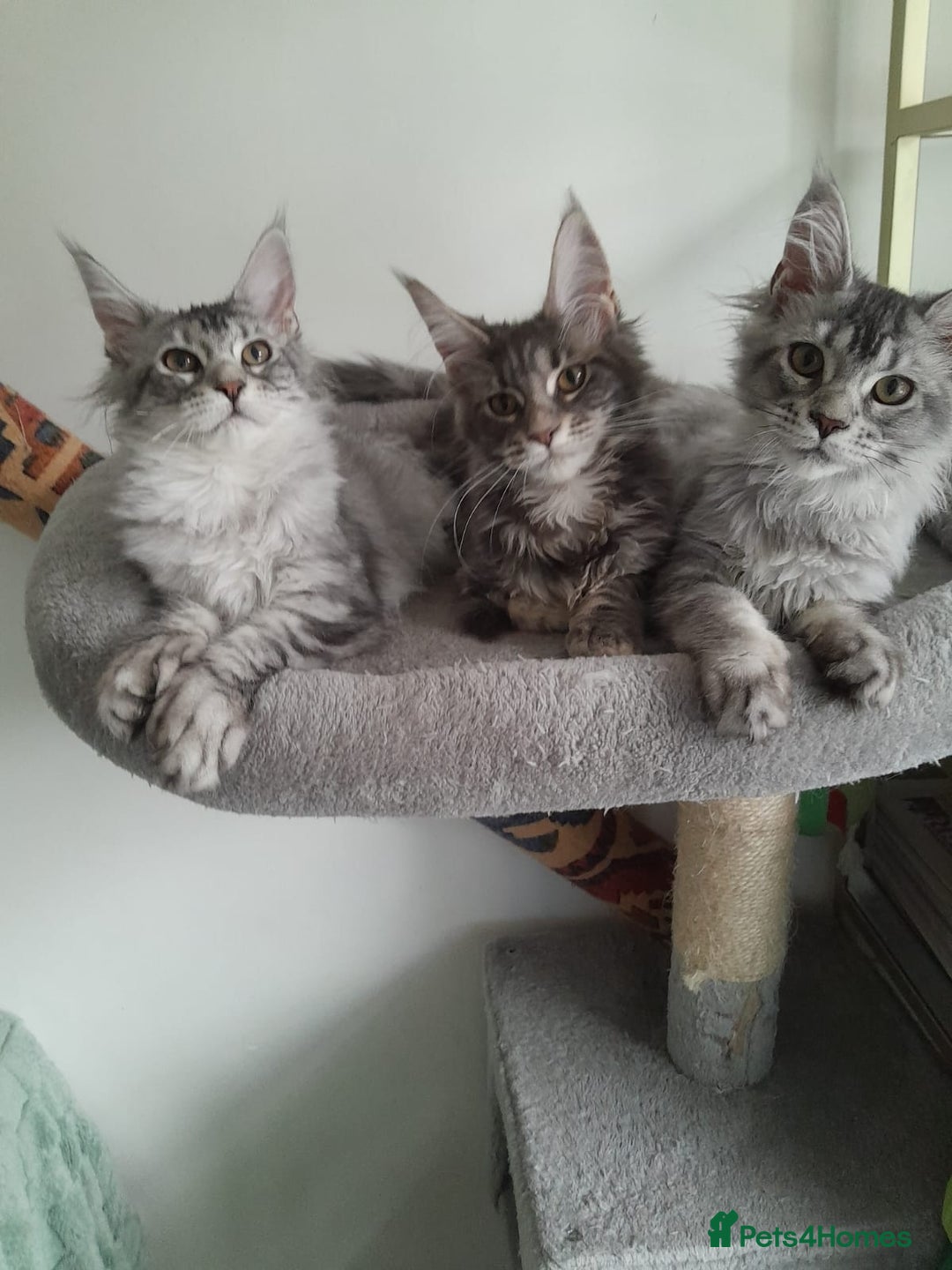 Maine Coon cats for sale: 3 maine coon girls black silver TICA pedigree - Image 8