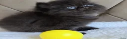 Persian cats for sale: Persian Kittens - Advert 11