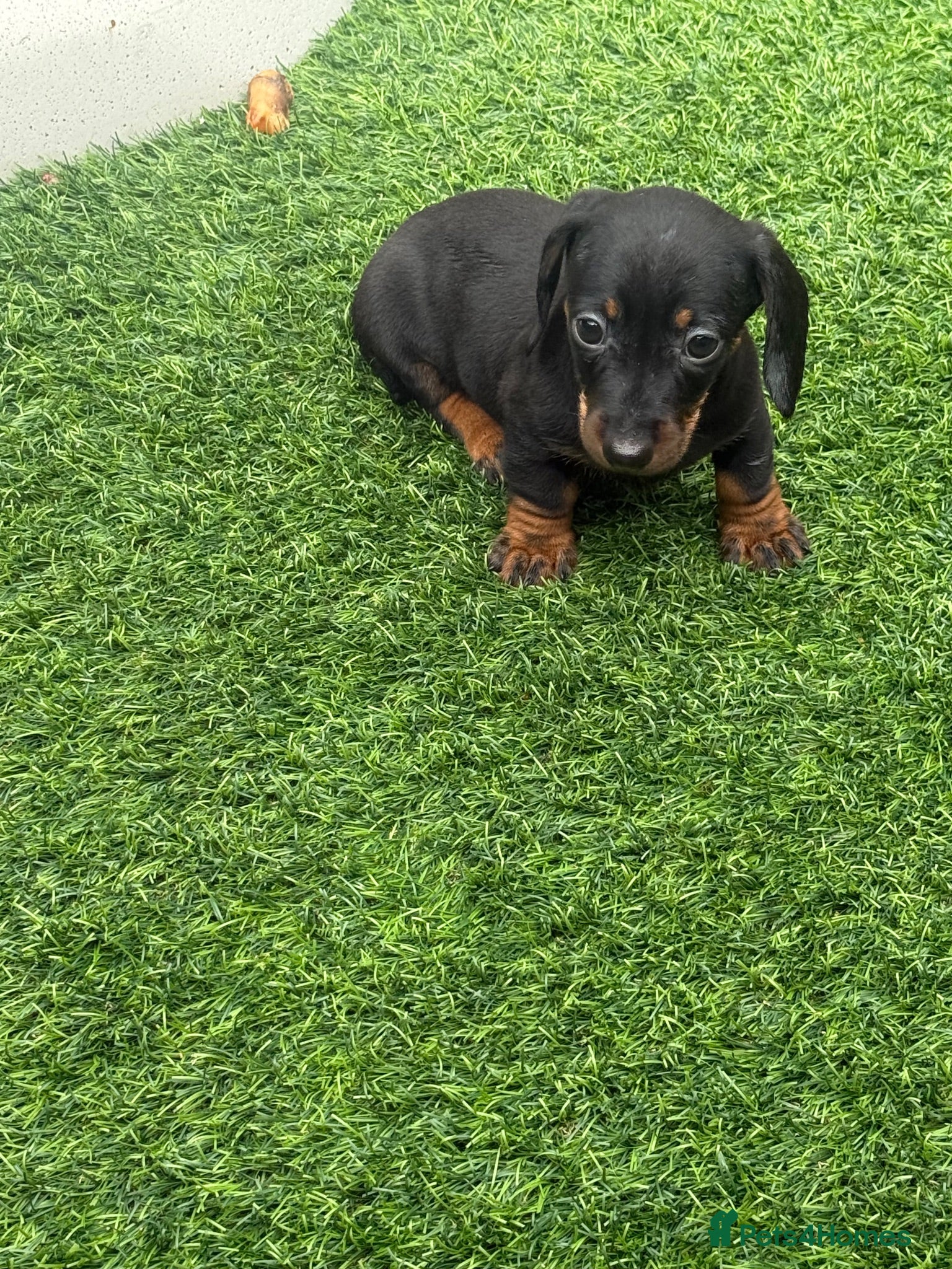 Miniature Dachshund dogs Miniature dachshund Puppys for sale  - Advert 8