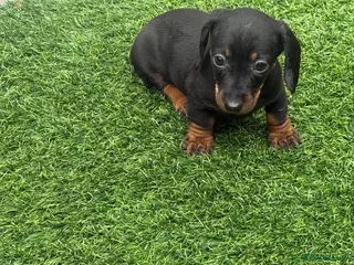 Miniature Dachshund dogs Miniature dachshund Puppys for sale - Advert 8