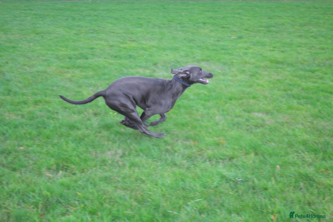 Weimaraner dogs for stud: No Cost 1 Year Old Blue Weimaraner For Stud - Advert 2