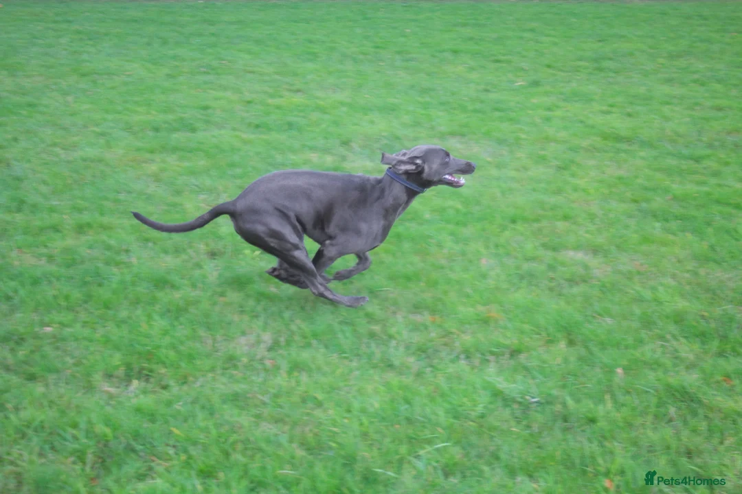 Weimaraner dogs for stud: No Cost 1 Year Old Blue Weimaraner For Stud - Advert 8