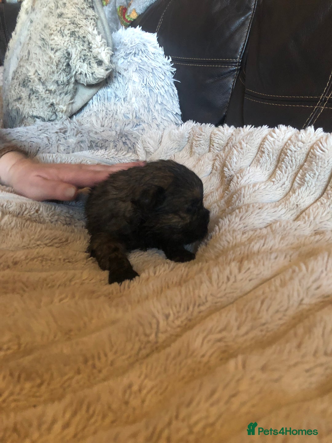 Shih Tzu dogs for sale: 6 Shih tzu puppies boys and girls avalible  - Advert 4