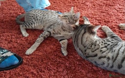 Savannah cats for sale: ACTIVE TICA Reg F3 Pedigree Savannah Lady TICA Reg - Image 3