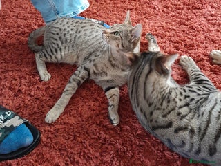 Savannah cats - Advert 21