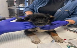 Mixed Breed dogs for adoption: 🪻Hermione🪻for adoption, fostered in OXFORD - Image 7