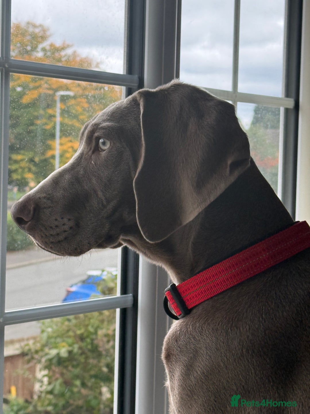Mixed Breed dogs for sale: Weimaraner X Sprocker Pup - Image 5