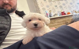 Mixed Breed dogs for sale: Stunning golden and white bichon puppies  - Image 6