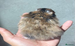 Hamster rodents for sale: STUNNING, TAME, PEDIGREE BABY SYRIAN HAMSTER - Image 18