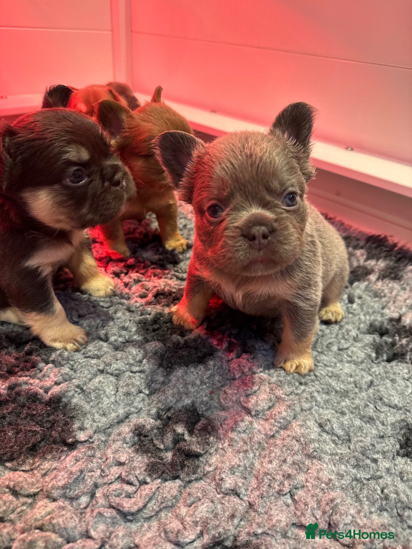 French Bulldog dogs Stunning French Bulldog puppies  - Advert 2