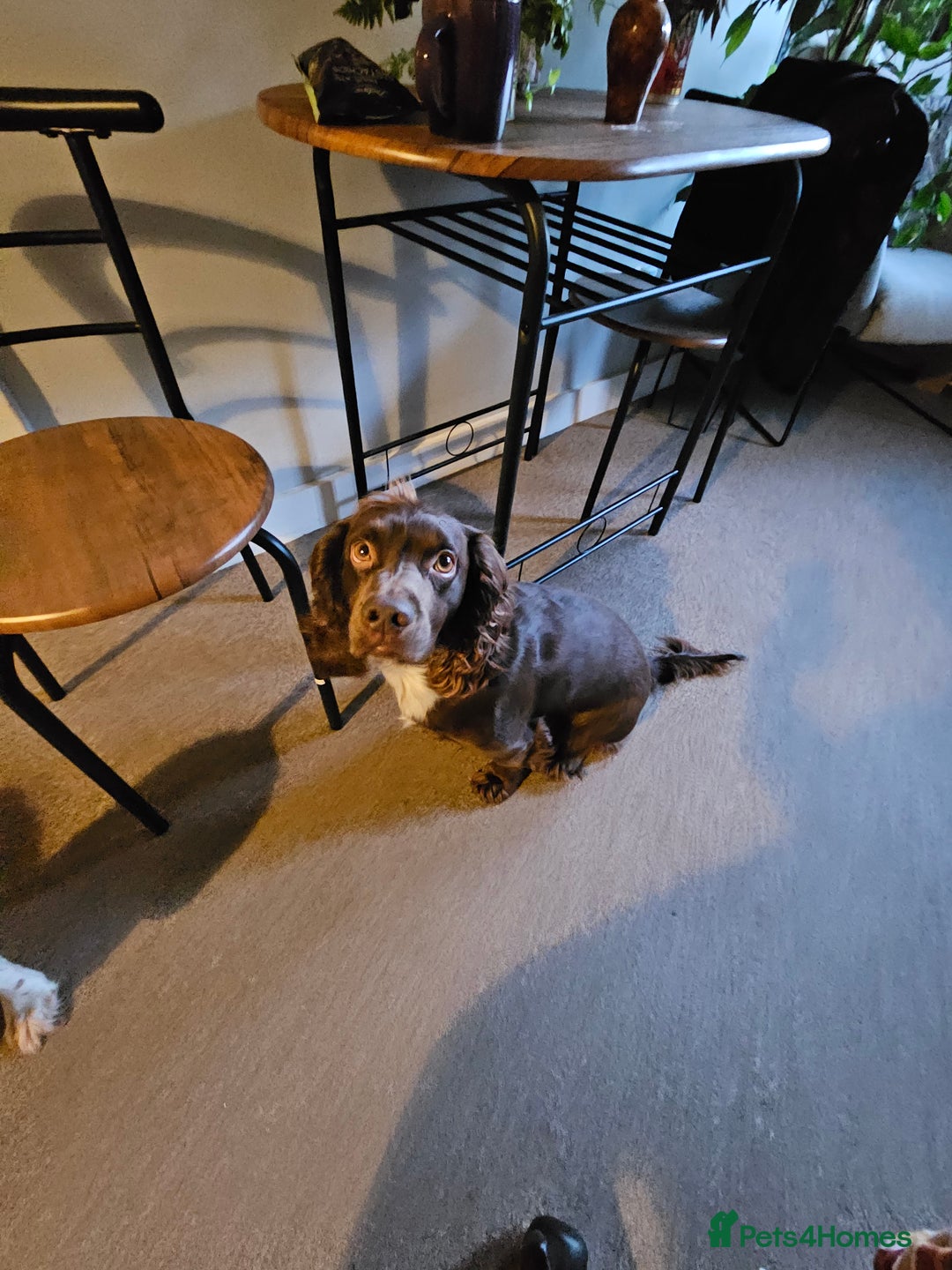 Cocker Spaniel dogs for sale: KC Working Cocker Spaniel Puppies - Advert 5