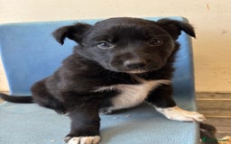 Border Collie dogs for sale: Border Collie Pups  - Image 5