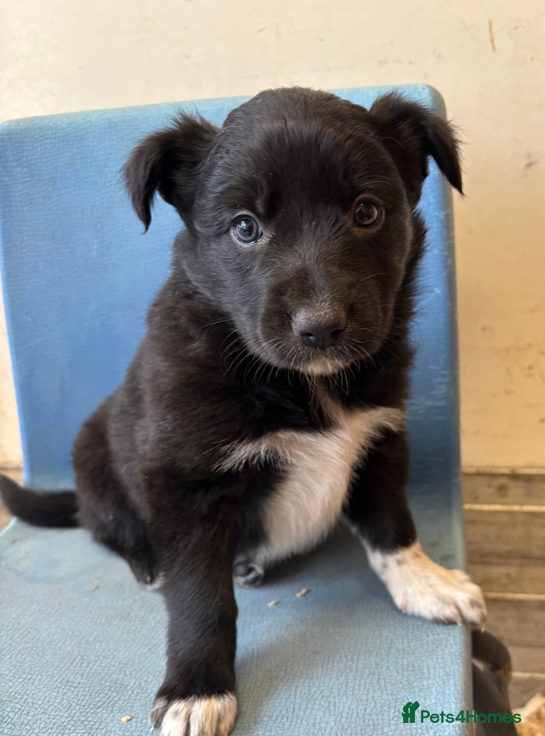 Border Collie dogs for sale: Border Collie Pups  - Image 5