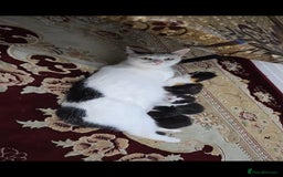 Mixed Breed cats for sale: Boy,2xAdorable 9-Week-Old Kittens for Sale  - Image 2