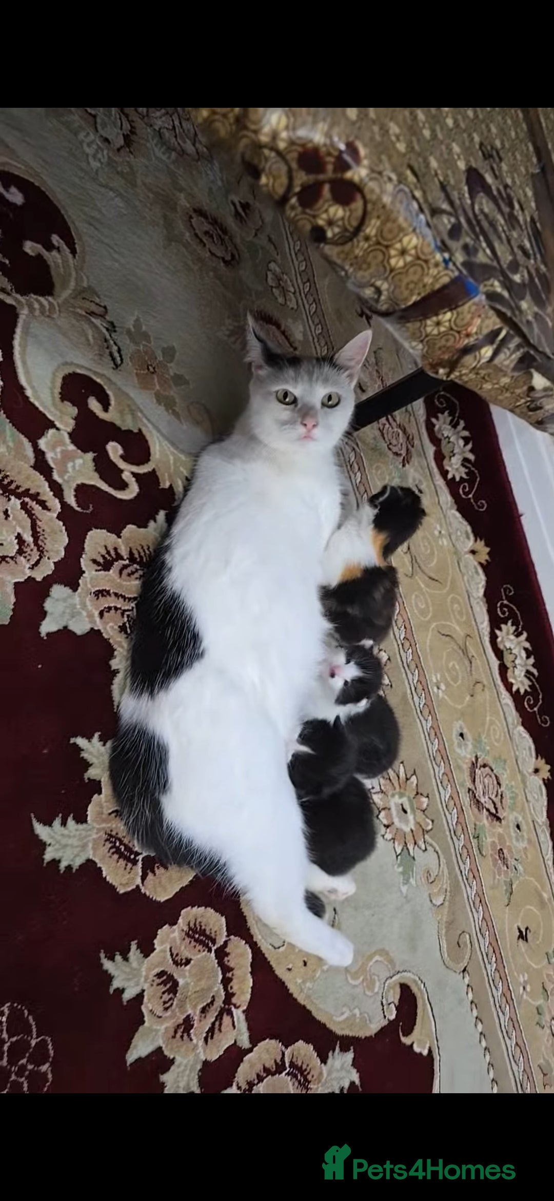 Mixed Breed cats for sale: Boy,2xAdorable 9-Week-Old Kittens for Sale  - Image 2