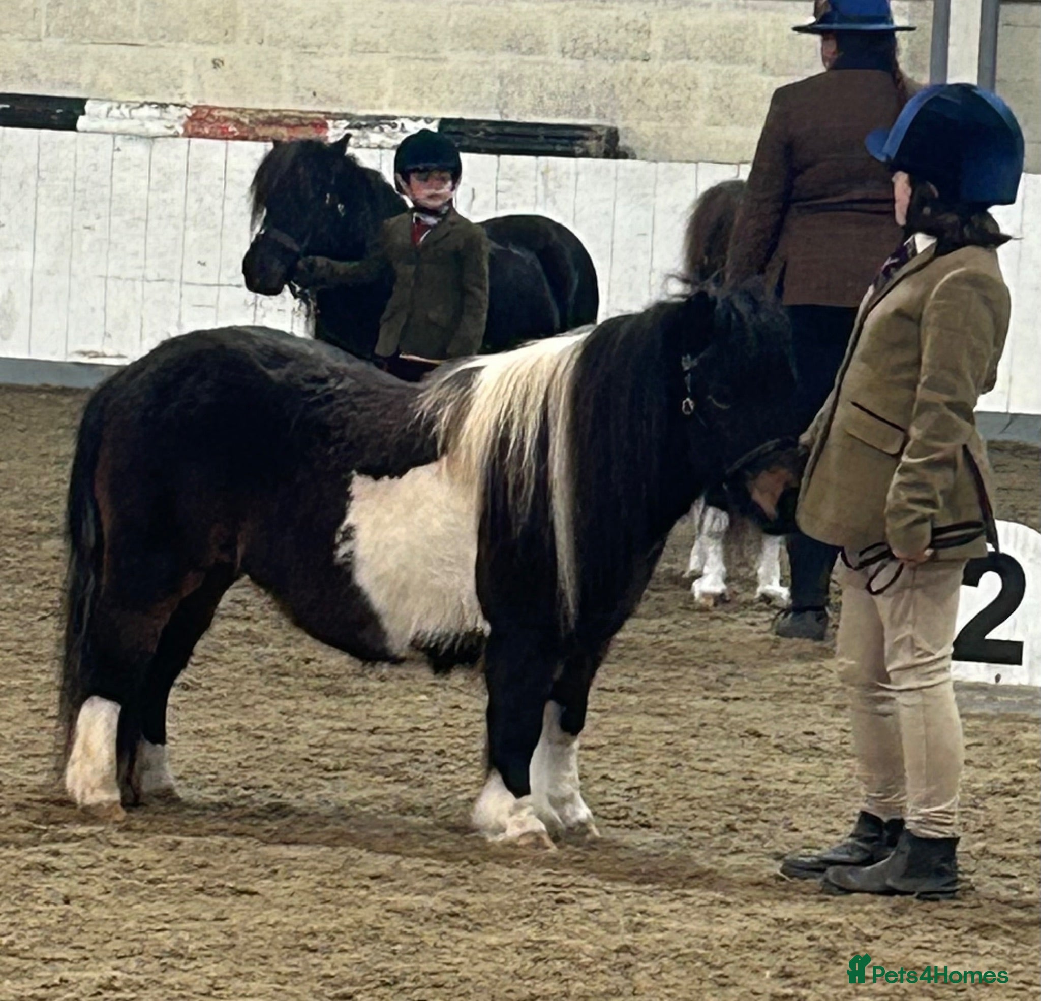 Shetland pony horses Top miniature Shetland mare - Advert 2