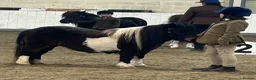 Shetland pony horses for sale: Top miniature Shetland mare - Advert 1