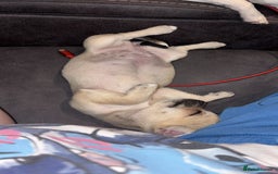 Chihuahua dogs for sale: Chihuahua for sale  - Image 2