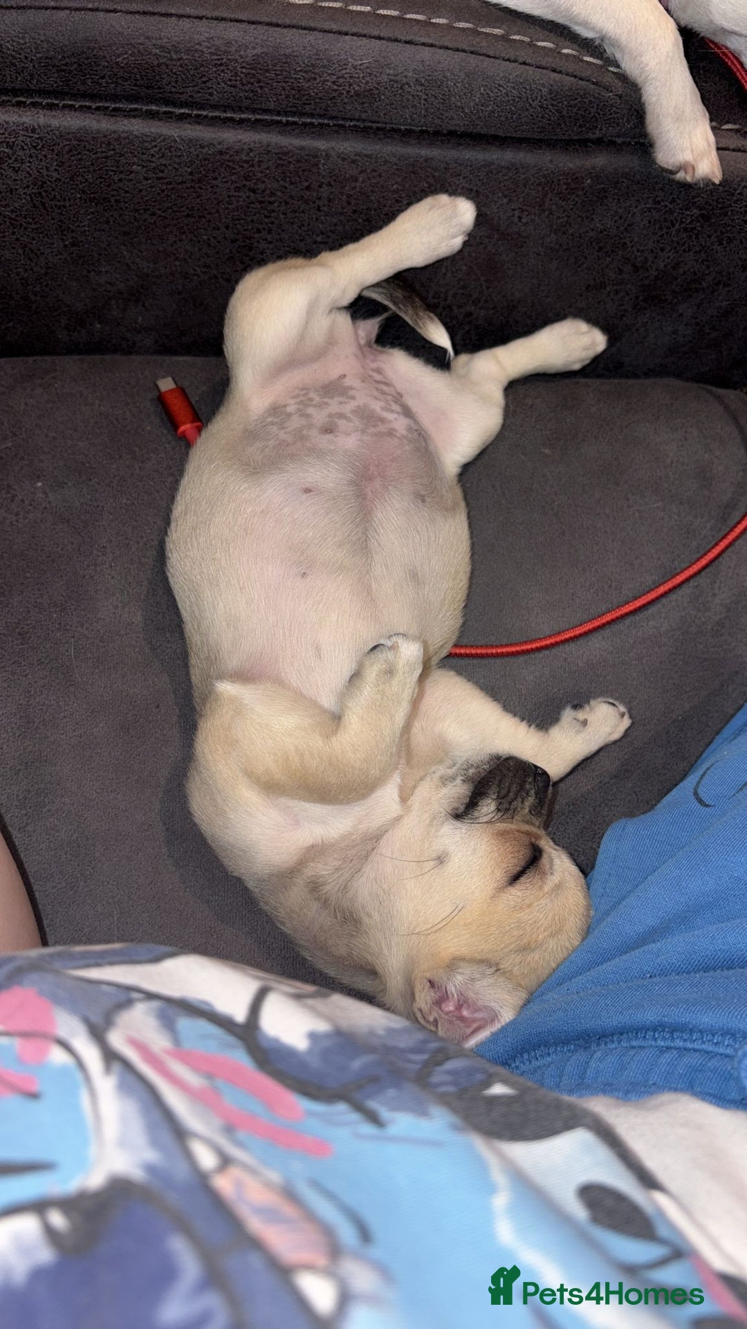 Chihuahua dogs for sale: Chihuahua for sale  - Image 2