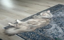 Scottish Fold cats for sale: Gorgeous fluffy Scottish Fold x DSH kittens - Image 11