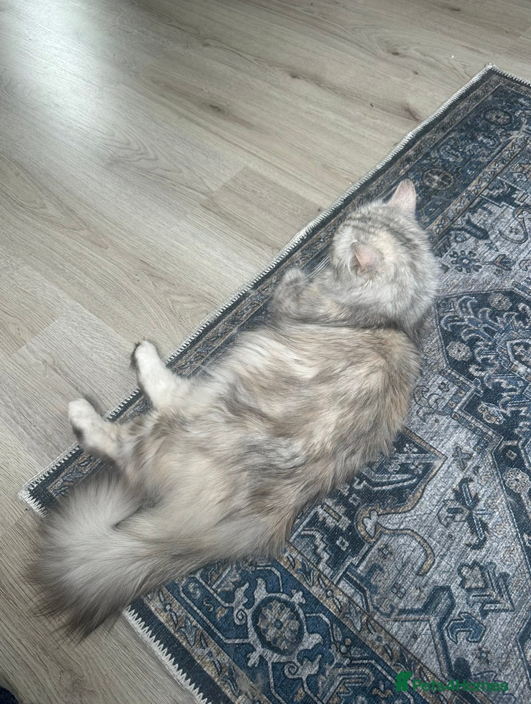 Scottish Fold cats for sale: Gorgeous fluffy Scottish Fold x DSH kittens - Image 11