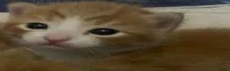 Mixed Breed cats for sale: Four beautiful kittens  - Advert 3