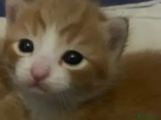 Mixed Breed cats Four beautiful kittens - Advert 6