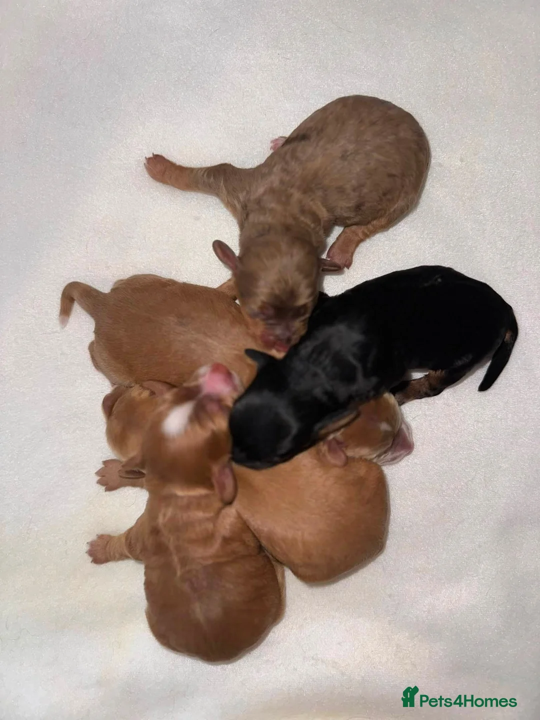 Cockapoo dogs for sale: DNA CLEAR,stunning cockapoos, ready 18th September - Advert 2