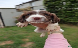 English Springer Spaniel dogs for sale: 2 Lovely Male Springer Spaniels - Image 5